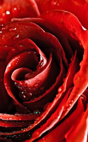 Download Blumen Live Wallpaper Rose makro für Android kostenlos.