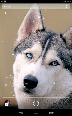 Download Tiere Live Wallpaper Sibirischer Husky  für Android kostenlos.