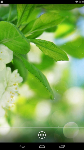 Android Hintergrundbilder Frühlingsblumen  kostenlos auf den Desktop herunterladen. 