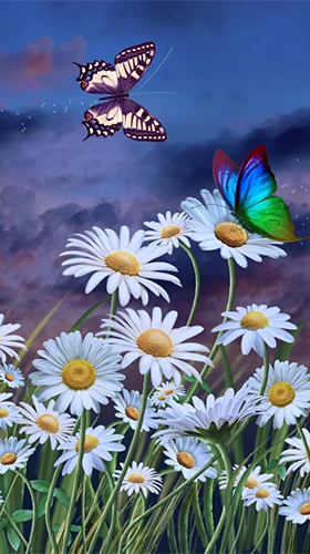 Android Hintergrundbilder Sommer: Blumen und Schmetterlinge  kostenlos auf den Desktop herunterladen. 