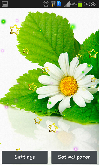 Download Blumen Live Wallpaper Sommerliche Gänseblümchen für Android kostenlos.