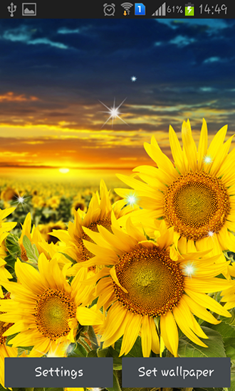 Download Blumen Live Wallpaper Sonnenblumen für Android kostenlos.