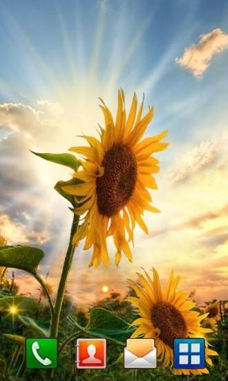 Download Landschaft Live Wallpaper Sonnenblumen bei Sonnenuntergang für Android kostenlos.