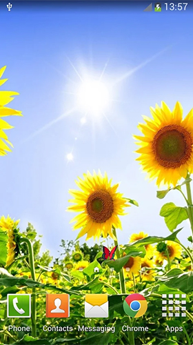 Android Hintergrundbilder Sonnenblumen  kostenlos auf den Desktop herunterladen. 