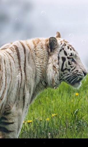 Download Tiere Live Wallpaper Tiger für Android kostenlos.