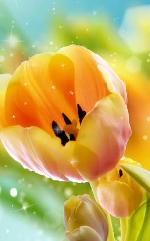 Download Pflanzen Live Wallpaper Tulpen für Android kostenlos.