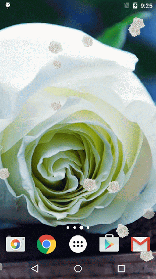 Download Blumen Live Wallpaper Weiße Rose für Android kostenlos.