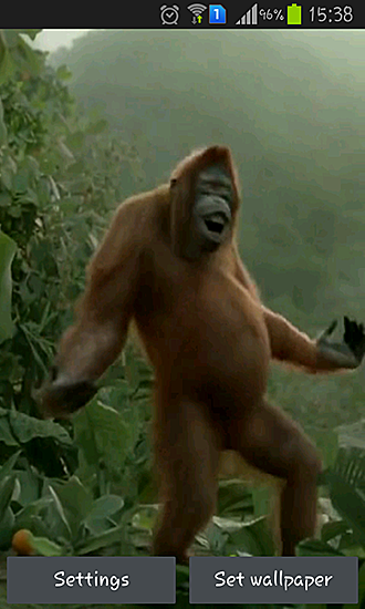 Download Tiere Live Wallpaper Wilder Tanz des verrückten Affen für Android kostenlos.