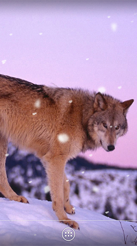 Android Hintergrundbilder Wolf  kostenlos auf den Desktop herunterladen. 