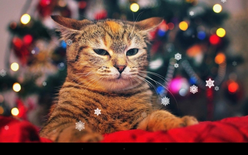 Download Live Wallpaper Weihnachtskatze für Android 2.1 kostenlos.