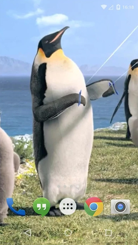 Bildschirm screenshot Arktischer Pinguin  für Handys und Tablets.