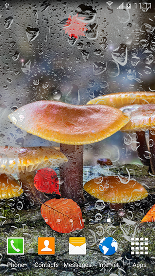 Android Hintergrundbilder Herbstliche Pilze kostenlos auf den Desktop herunterladen. 