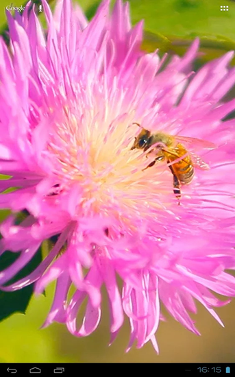 Android Hintergrundbilder Biene auf Kleeblume 3D kostenlos auf den Desktop herunterladen. 