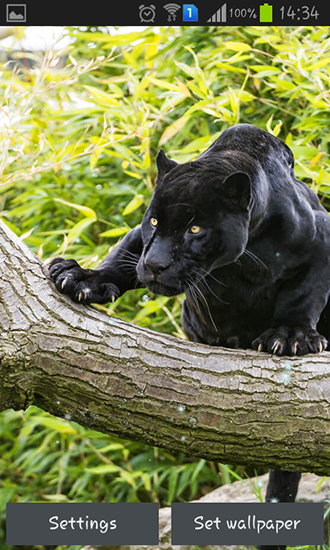 Android Hintergrundbilder Schwarzer Panther kostenlos auf den Desktop herunterladen. 
