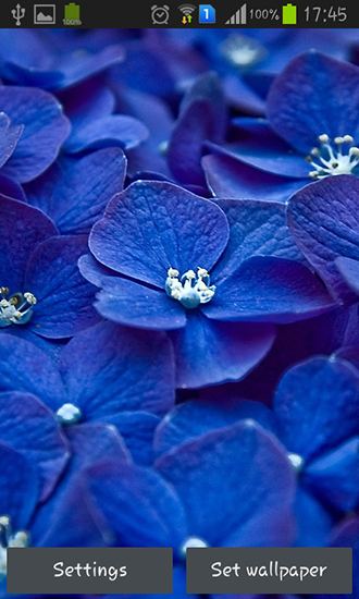 Android Hintergrundbilder Blaue Blumen kostenlos auf den Desktop herunterladen. 