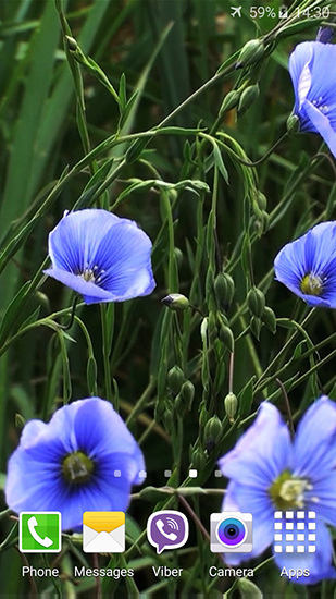 Android Hintergrundbilder Blaue Blumen kostenlos auf den Desktop herunterladen. 