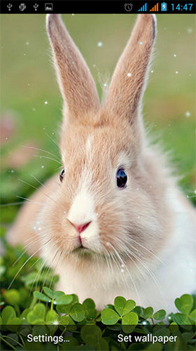 Bildschirm screenshot Kaninchen  für Handys und Tablets.