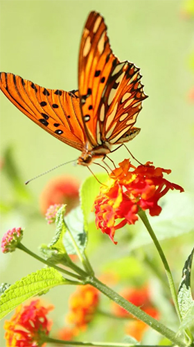 Bildschirm screenshot Schmetterling  für Handys und Tablets.