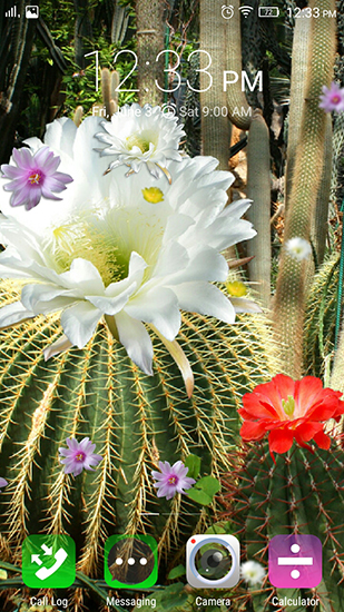 Android Hintergrundbilder Kaktusblumen kostenlos auf den Desktop herunterladen. 