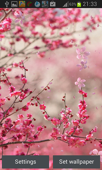 Android Hintergrundbilder Kirschblüten kostenlos auf den Desktop herunterladen. 