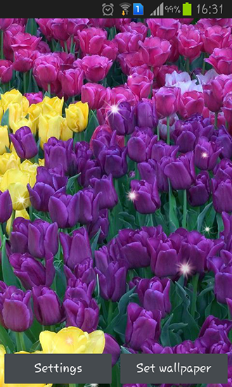 Android Hintergrundbilder Farbige Tulpen kostenlos auf den Desktop herunterladen. 