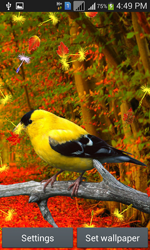 Android Hintergrundbilder Niedliche Vögel kostenlos auf den Desktop herunterladen. 
