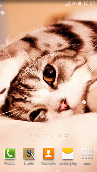 Android Hintergrundbilder Süße Katzen kostenlos auf den Desktop herunterladen. 