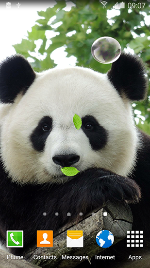Android Hintergrundbilder Niedlicher Panda kostenlos auf den Desktop herunterladen. 