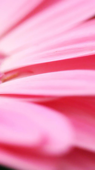 Android Hintergrundbilder Zarte Schönheit: Blume kostenlos auf den Desktop herunterladen. 
