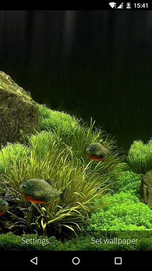 Android Hintergrundbilder Fisch Aquarium 3D kostenlos auf den Desktop herunterladen. 