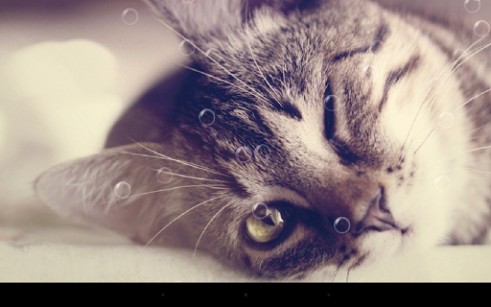Android Hintergrundbilder Lustige Katzen kostenlos auf den Desktop herunterladen. 