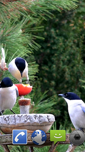 Bildschirm screenshot Gartenvögel  für Handys und Tablets.