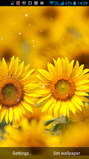 Android Hintergrundbilder Goldene Sonnenblume kostenlos auf den Desktop herunterladen. 