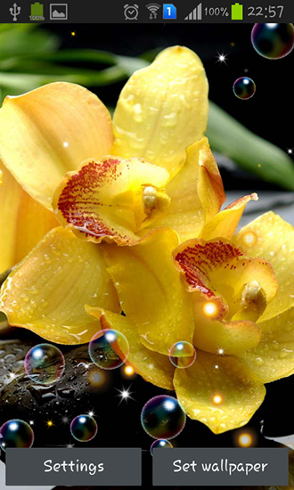 Android Hintergrundbilder Orchideen HD kostenlos auf den Desktop herunterladen. 