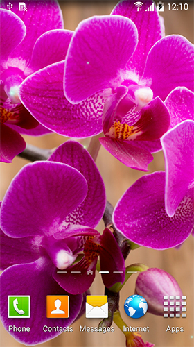 Bildschirm screenshot Orchideen  für Handys und Tablets.