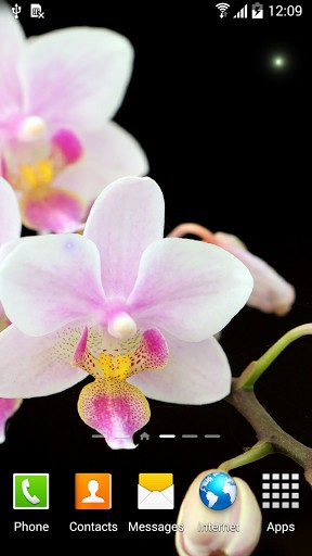 Android Hintergrundbilder Orchideen kostenlos auf den Desktop herunterladen. 