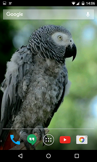 Android Hintergrundbilder Papageien kostenlos auf den Desktop herunterladen. 