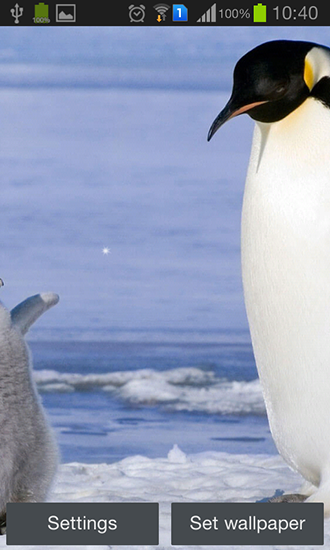 Android Hintergrundbilder Pinguin kostenlos auf den Desktop herunterladen. 