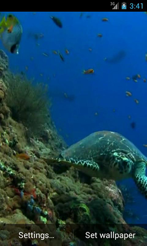 Android Hintergrundbilder Meeresschildkröte kostenlos auf den Desktop herunterladen. 