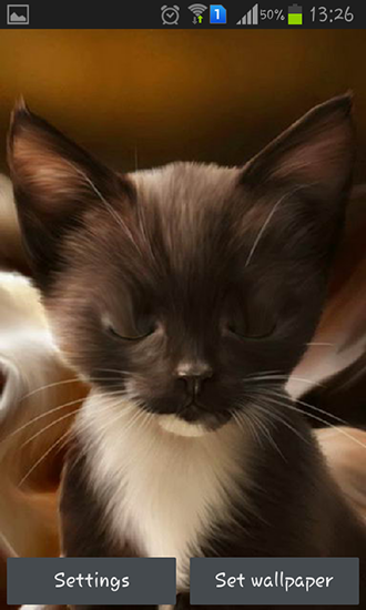 Android Hintergrundbilder Überraschtes Kätzchen kostenlos auf den Desktop herunterladen. 