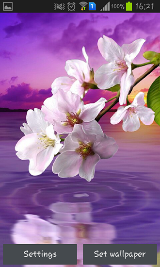 Android Hintergrundbilder Wassertropfen: Blumen und Blätter kostenlos auf den Desktop herunterladen. 