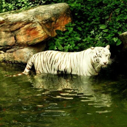 Android Hintergrundbilder Weißer Tiger: Wasserkontakt kostenlos auf den Desktop herunterladen. 