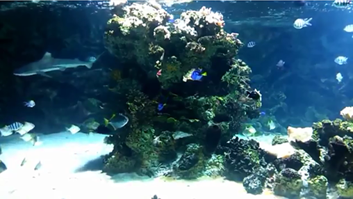 Bildschirm screenshot Aquarium mit Haien für Handys und Tablets.