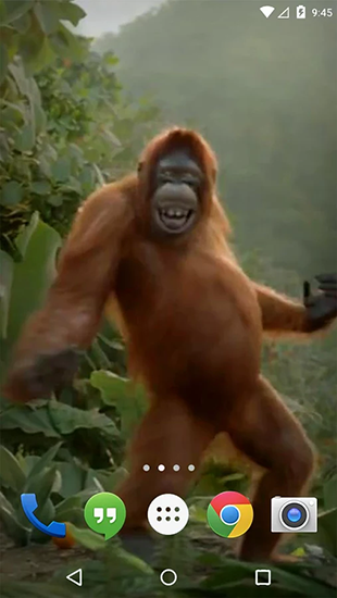 Bildschirm screenshot Tanzender Affe für Handys und Tablets.