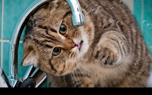 Bildschirm screenshot Lustige Katzen für Handys und Tablets.