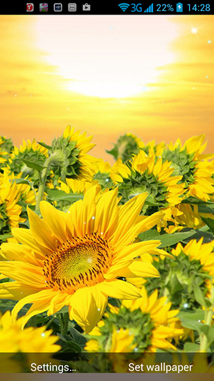 Bildschirm screenshot Goldene Sonnenblume für Handys und Tablets.