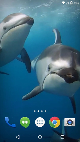 Ozean 3D: Delphin 