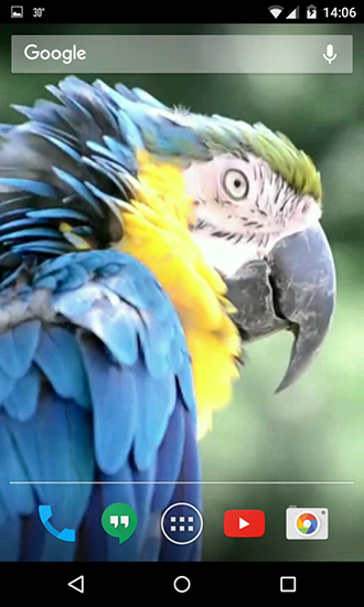 Bildschirm screenshot Papageien für Handys und Tablets.