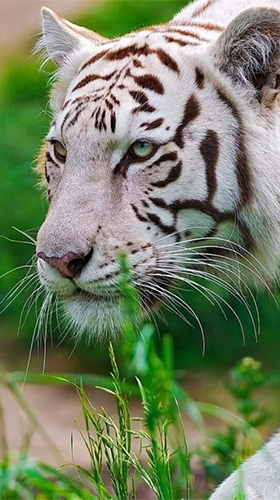 Weißer Tiger 