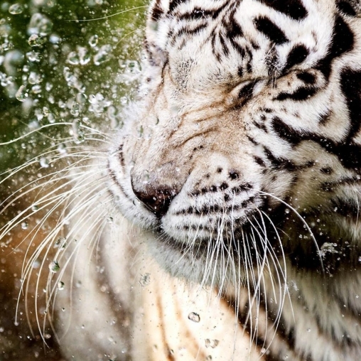 Bildschirm screenshot Weißer Tiger: Wasserkontakt für Handys und Tablets.